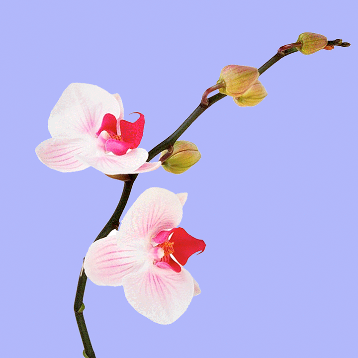 324.2OrchidSpiderAnimation